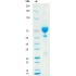 Anti-Human CD137 mAb