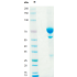 Anti-Human CD52 mAb