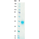 Recombinant Human LIF Protein