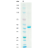 Recombinant Human TGF-β3 Protein